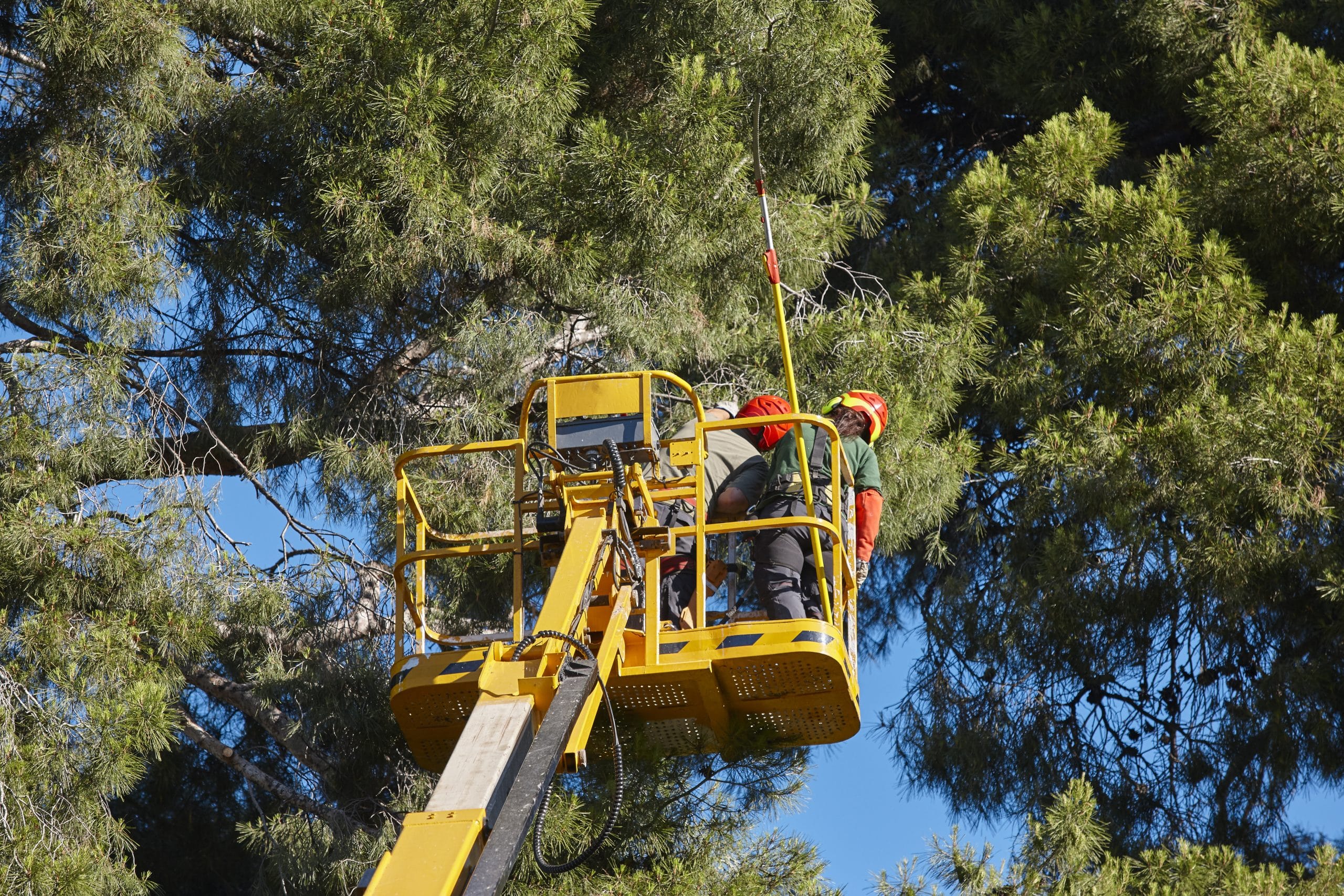 Booms Lifts for Tree Care Services - Access Lift